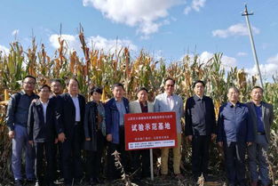 专治盐碱地 价低效果好 这款土壤改良剂要火
